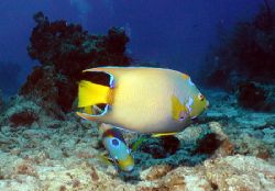 Two queens beat a handfull of jacks! Olympus 3040 in tetr... by Michael Canzoniero 